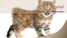  Presentation with kitten - Beautiful presentation theme featuring kuril-bobtail-tortoiseshell-coat-kitten backdrop and a coral colored foreground