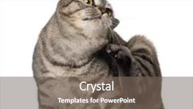  Presentation with black cat in front - Slide deck featuring kurilian bobtail cat 1 year old scratching in front of white background background and a violet colored foreground