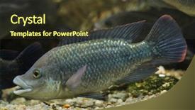  Presentation with freshwater fish - Theme featuring kwanz - angolan tilapia oreochromis angolensis freshwater background and a tawny brown colored foreground