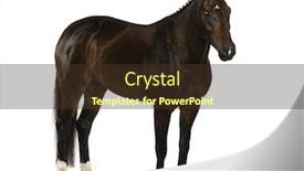  Presentation with dutch - Colorful slide deck enhanced with kwpn - dutch warmblood 3 years old - equus ferus caballus backdrop and a tawny brown colored foreground