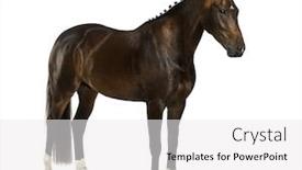  Presentation with dutch - Cool new theme with kwpn - dutch warmblood 3 years old - equus ferus caballus backdrop and a white colored foreground