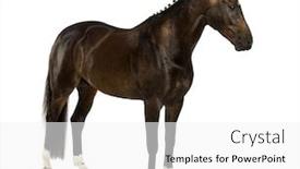  Presentation with dutch - Beautiful PPT theme featuring kwpn - dutch warmblood 3 years old - equus ferus caballus backdrop and a white colored foreground