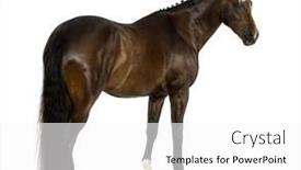  Presentation with dutch - Audience pleasing presentation theme consisting of kwpn - dutch warmblood 3 years old - equus ferus caballus backdrop and a white colored foreground