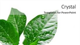  Presentation with green leaves - Slides featuring l environnement et l eau - plant with green leaves isolated background and a  colored foreground