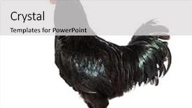  Presentation with feather - Amazing presentation having la fleche chicken standing backdrop and a light gray colored foreground