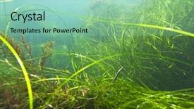  Presentation with underwater wild nature sea life - Presentation enhanced with california sea grass fields underwater background and a mint green colored foreground