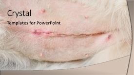  Presentation with sterilization - Beautiful PPT layouts featuring la sterilisation medical - dog after sterilization closeup backdrop and a lemonade colored foreground