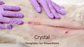  Presentation with sterilization - Audience pleasing theme consisting of la sterilisation medical - dog after sterilization closeup backdrop and a soft green colored foreground