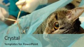  Presentation with sterilization - PPT theme with la sterilisation medical - surgical sterilization of cat background and a seafoam green colored foreground