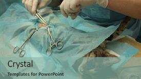  Presentation with sterilization - Slides with la sterilisation medical - surgical sterilization of cat background and a seafoam green colored foreground