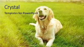  Presentation with lab animal - Cool new slide set with lab animal - adorable golden retriever on green backdrop and a yellow colored foreground