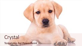  Presentation with puppy - Cool new slides with lab animal - adorable seated labrador retriever puppy backdrop and a lemonade colored foreground