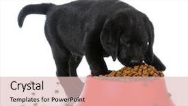  Presentation with lab animal - Slides having lab animal - black labrador retriever puppy eating background and a lemonade colored foreground