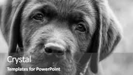  Presentation with cute christmas pug puppy dog - Slide set featuring lab animal - cute labrador retriver puppy background and a dark gray colored foreground