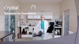  Presentation with veterinary - Slide set enhanced with lab animal - female veterinary background and a gray colored foreground
