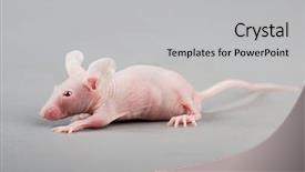  Presentation with lab animal - Beautiful theme featuring lab animal - hairless laboratory mouse isolated backdrop and a light gray colored foreground