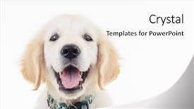  Presentation with lab animal - Colorful PPT theme enhanced with lab animal - happy panting golden labrador retriever backdrop and a white colored foreground