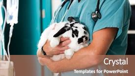  Presentation with rabbit - Slides featuring lab animal - rabbit in for a check-up background and a coral colored foreground