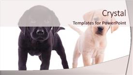  Presentation with lab animal - Presentation design featuring lab animal - two curious little labrador retriever background and a sky blue colored foreground