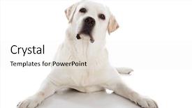  Presentation with bantam breed - Amazing slides having lab dog - beautiful labrador retriever breed lying backdrop and a white colored foreground