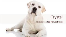  Presentation with lab - Beautiful PPT theme featuring lab dog - beautiful labrador retriever breed lying backdrop and a lemonade colored foreground