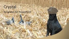  Presentation with corn dog - Cool new PPT theme with lab dog - black labrador retriever in corn backdrop and a coral colored foreground