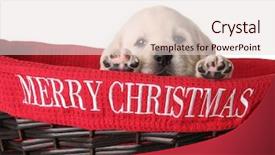  Presentation with christmas red - Cool new PPT layouts with lab dog - yellow labrador puppy backdrop and a  colored foreground