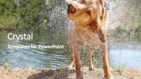 Presentation with lab animal - Audience pleasing PPT theme consisting of lab mix shaking off water backdrop and a gray colored foreground