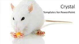  Presentation with lab mouse - Colorful slide deck enhanced with lab mouse - funny little rat with food backdrop and a white colored foreground
