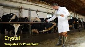  Presentation with professional - Amazing slide deck having label on one of cow backdrop and a wine colored foreground