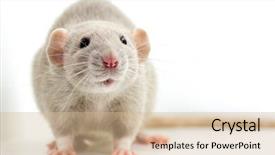  Presentation with rat - Amazing presentation having laboratory mouse - cute rat rattus norvegicus domestica backdrop and a soft green colored foreground