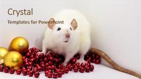  Presentation with chinese new year - Colorful presentation design enhanced with laboratory mouse - cute rat rattus norvegicus domestica backdrop and a lemonade colored foreground