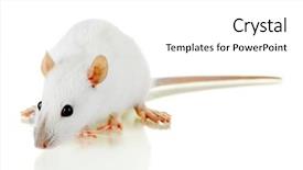  Presentation with laboratory mouse - Slide deck consisting of laboratory mouse - funny little rat isolated background and a white colored foreground