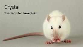  Presentation with laboratory mouse - Audience pleasing theme consisting of laboratory mouse - funny little rat with food backdrop and a light gray colored foreground