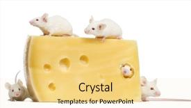  Presentation with albino eye - Theme with laboratory mouse - group of albino white mice background and a blonde colored foreground