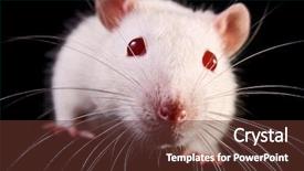  Presentation with laboratory - PPT layouts featuring laboratory mouse - rat face closeup on black background and a tawny brown colored foreground