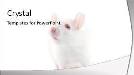  Presentation with rat - Audience pleasing presentation consisting of laboratory mouse - rat isolated on white background backdrop and a white colored foreground