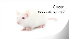  Presentation with white rat - Audience pleasing PPT layouts consisting of laboratory mouse - rat isolated on white background backdrop and a white colored foreground