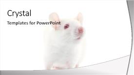  Presentation with laboratory mouse - PPT theme with laboratory mouse - rat isolated on white background background and a white colored foreground