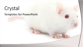  Presentation with rat - Colorful theme enhanced with anise stars with cinnamon stick over white background copy space backdrop and a white colored foreground