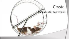  Presentation with white house - PPT theme having laboratory mouse - side view of common house background and a white colored foreground