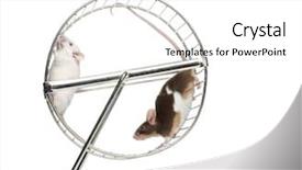  Presentation with white house - Slide deck consisting of laboratory mouse - side view of common house background and a white colored foreground