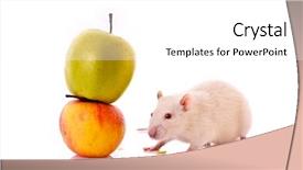 Presentation with white rat - Amazing presentation theme having laboratory mouse - white rat and apple isolated backdrop and a white colored foreground