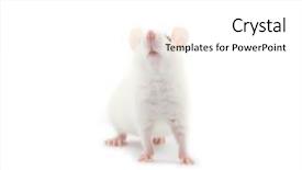  Presentation with white rat - Beautiful slide deck featuring laboratory mouse - white rat isolated on white backdrop and a white colored foreground