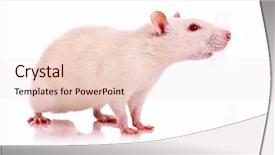 Presentation with rat - Presentation enhanced with laboratory mouse - white rat posing over white background and a lemonade colored foreground