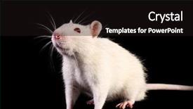  Presentation with laboratory mouse - Slides with laboratory mouse - young white rat looking up background and a black colored foreground