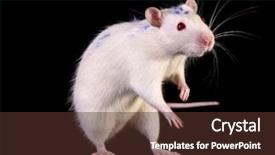  Presentation with white rat - PPT theme consisting of laboratory mouse - young white rat posing background and a tawny brown colored foreground