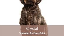  Presentation with poodle - Theme featuring labradoodle-crossbreed-dog-between-labrador background and a coral colored foreground