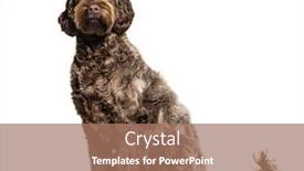  Presentation with poodle - Amazing slide set having labradoodle-crossbreed-dog-between-labrador backdrop and a coral colored foreground