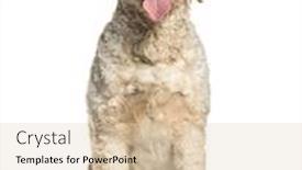  Presentation with poodle - PPT theme having labradoodle mixed-breed with a poodle and a labrador retriever sitting against white background background and a lemonade colored foreground